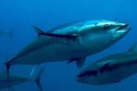 Prohibida la pesca y tenencia de Atún Rojo