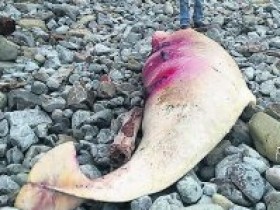 Localizado muerto un cachalote pigmeo en una playa de Muros de Nalón