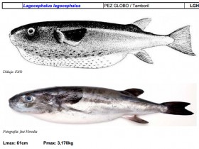 Presencia de ejemplares de la familia Tetradontidae (peces globo) en aguas españolas y asturianas.