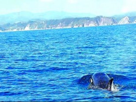Una orca frente a la costa de Cudillero